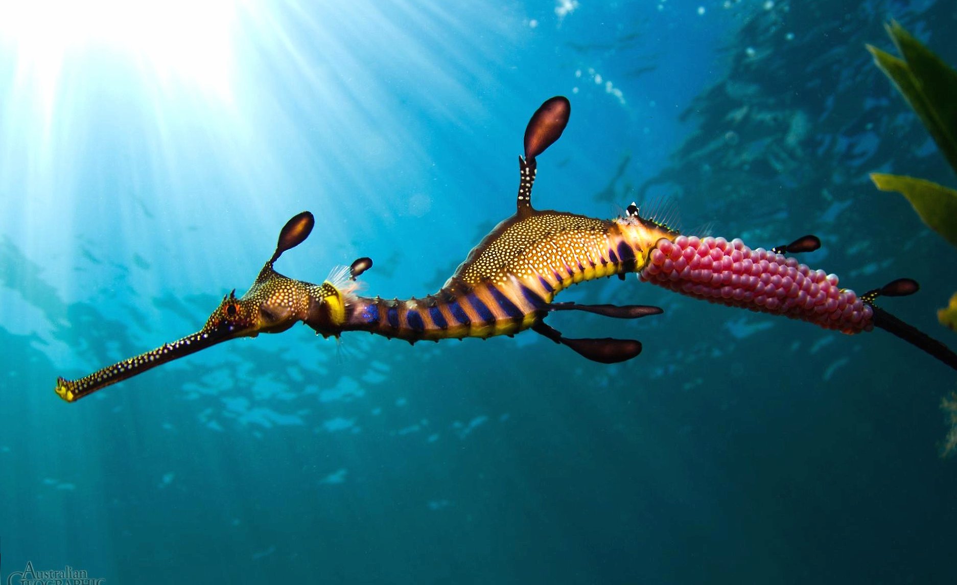 Sea horse at 1600 x 1200 size wallpapers HD quality
