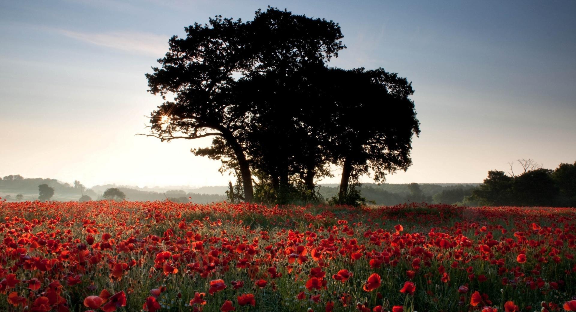 Sea Of Poppies at 640 x 960 iPhone 4 size wallpapers HD quality