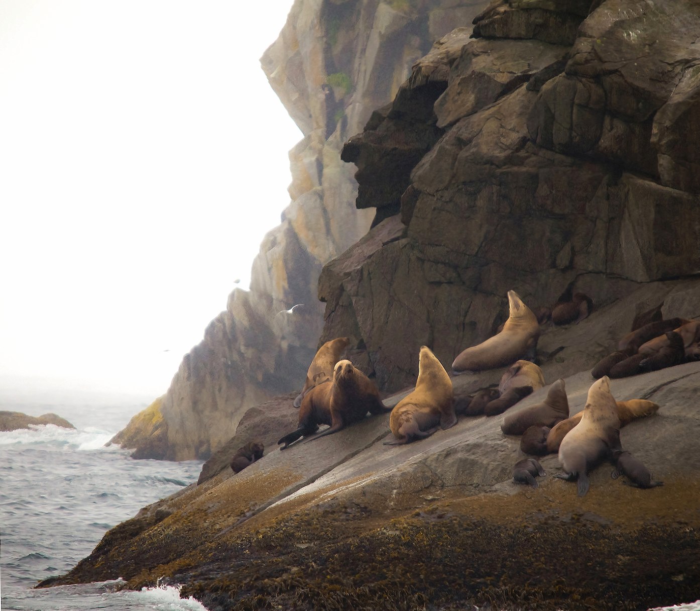 Seals On The Rocks at 640 x 960 iPhone 4 size wallpapers HD quality