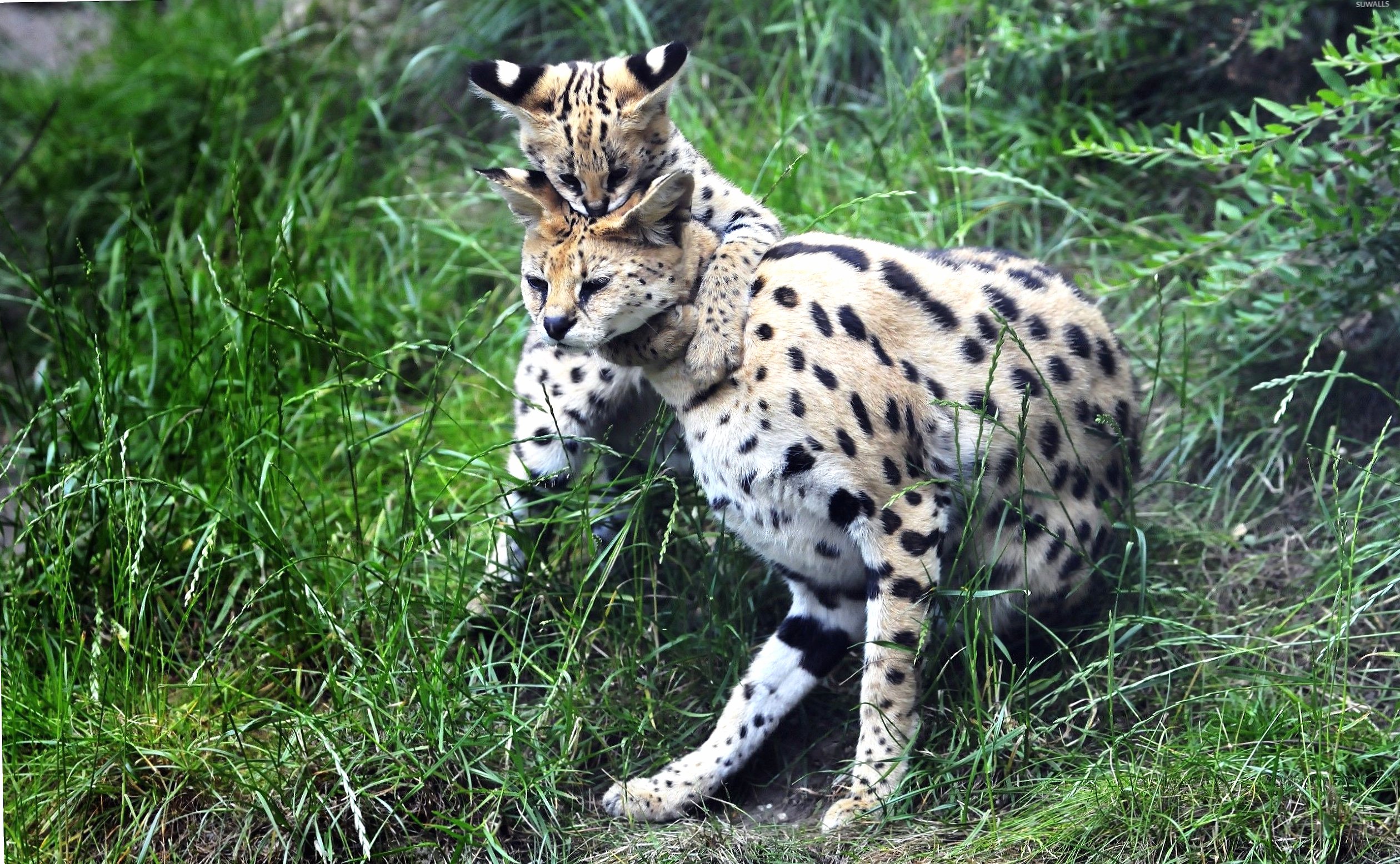 Serval playing with its cub at 1334 x 750 iPhone 7 size wallpapers HD quality