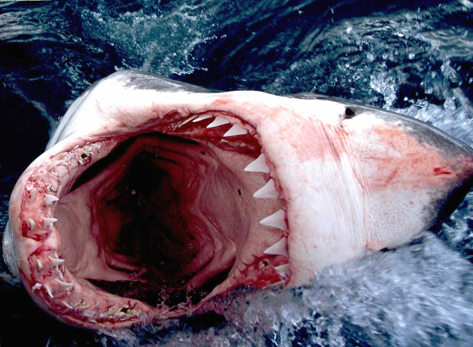 Shark open mouth at 1600 x 1200 size wallpapers HD quality
