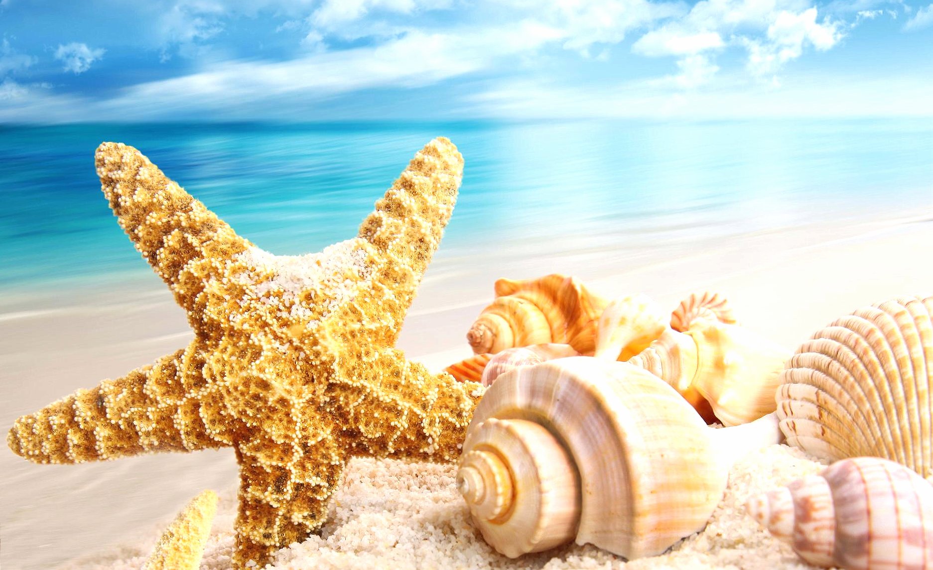 Shells at 1152 x 864 size wallpapers HD quality