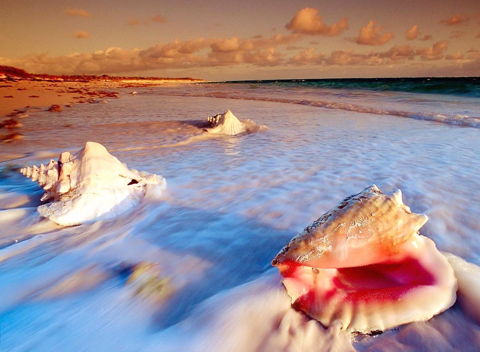 Shells in sea at 1280 x 960 size wallpapers HD quality