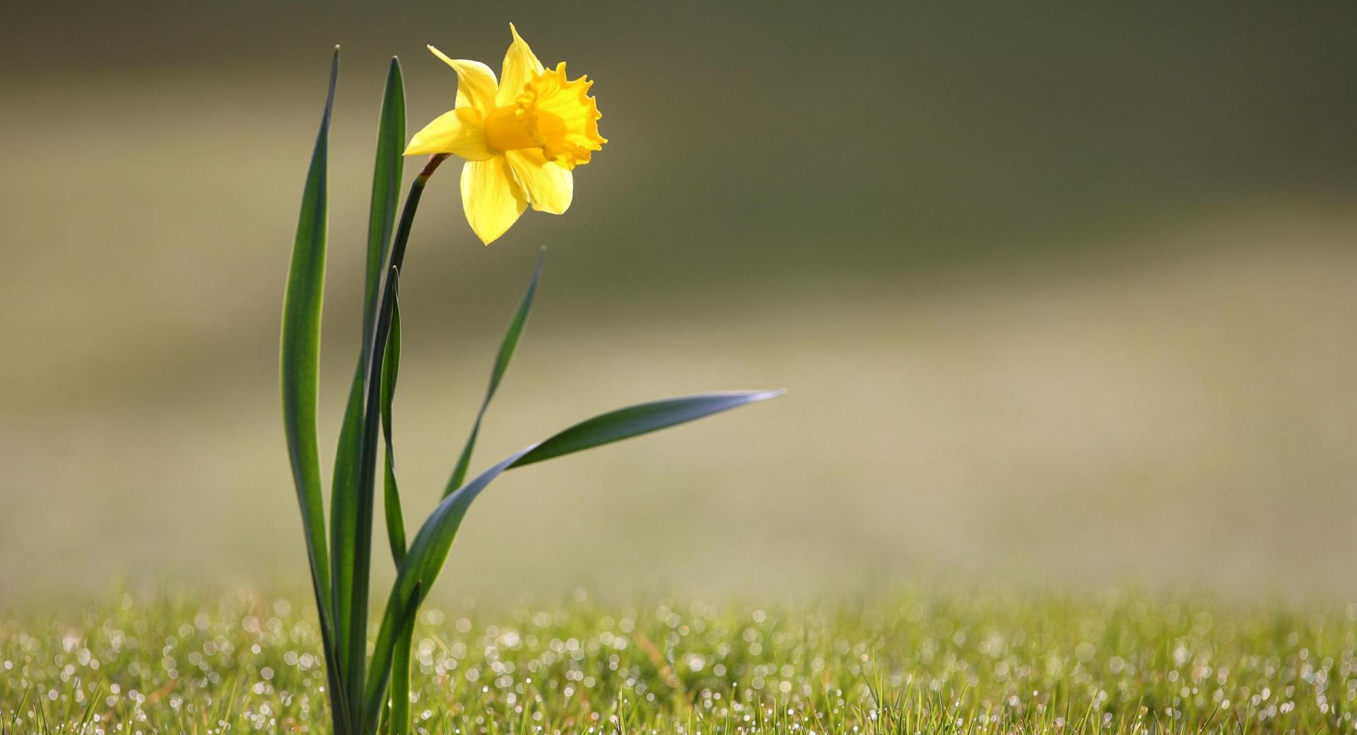 Single Daffodil at 1152 x 864 size wallpapers HD quality