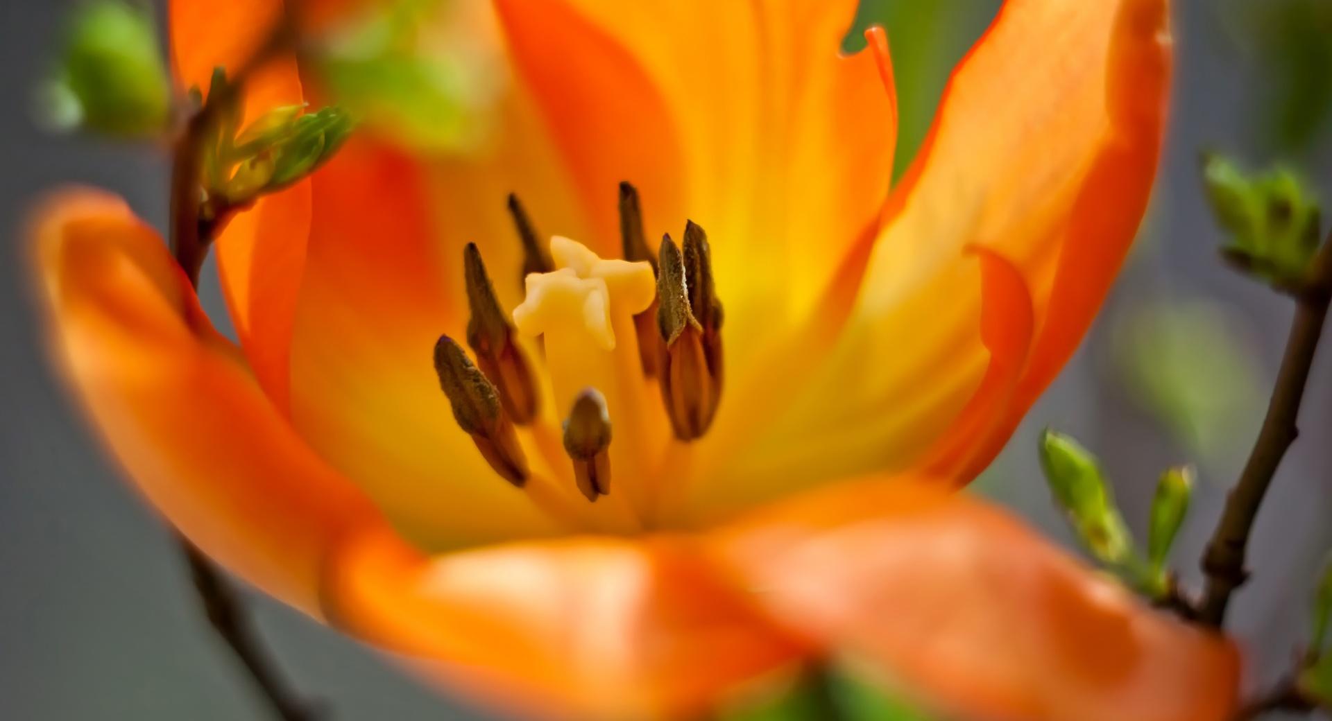 Single Orange Tulip at 640 x 960 iPhone 4 size wallpapers HD quality