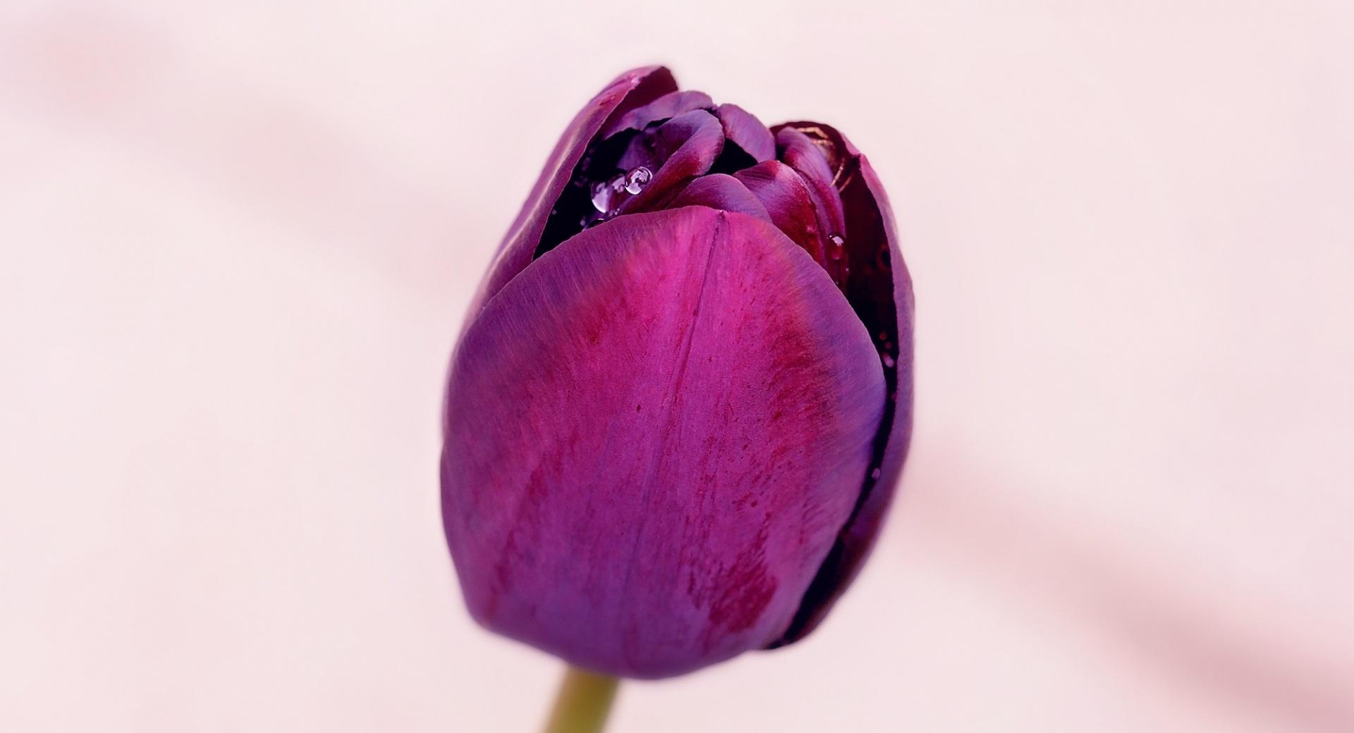 Single Purple Tulip at 640 x 960 iPhone 4 size wallpapers HD quality