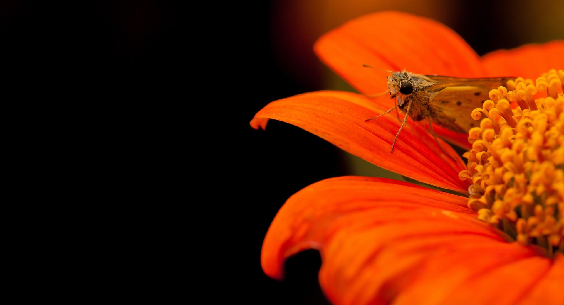 Skipper Moth at 640 x 1136 iPhone 5 size wallpapers HD quality