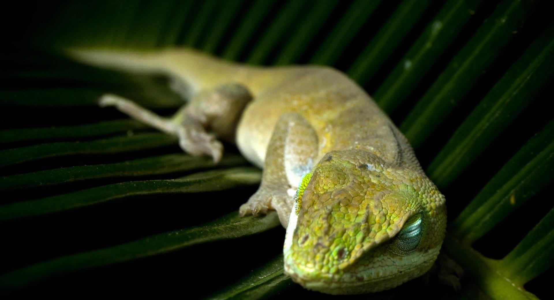 Sleeping Lizzard wallpapers HD quality