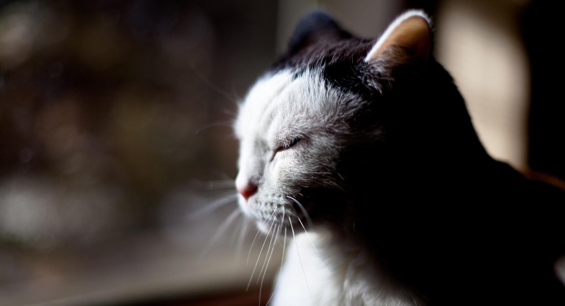 Sleepy Cat at 1600 x 1200 size wallpapers HD quality