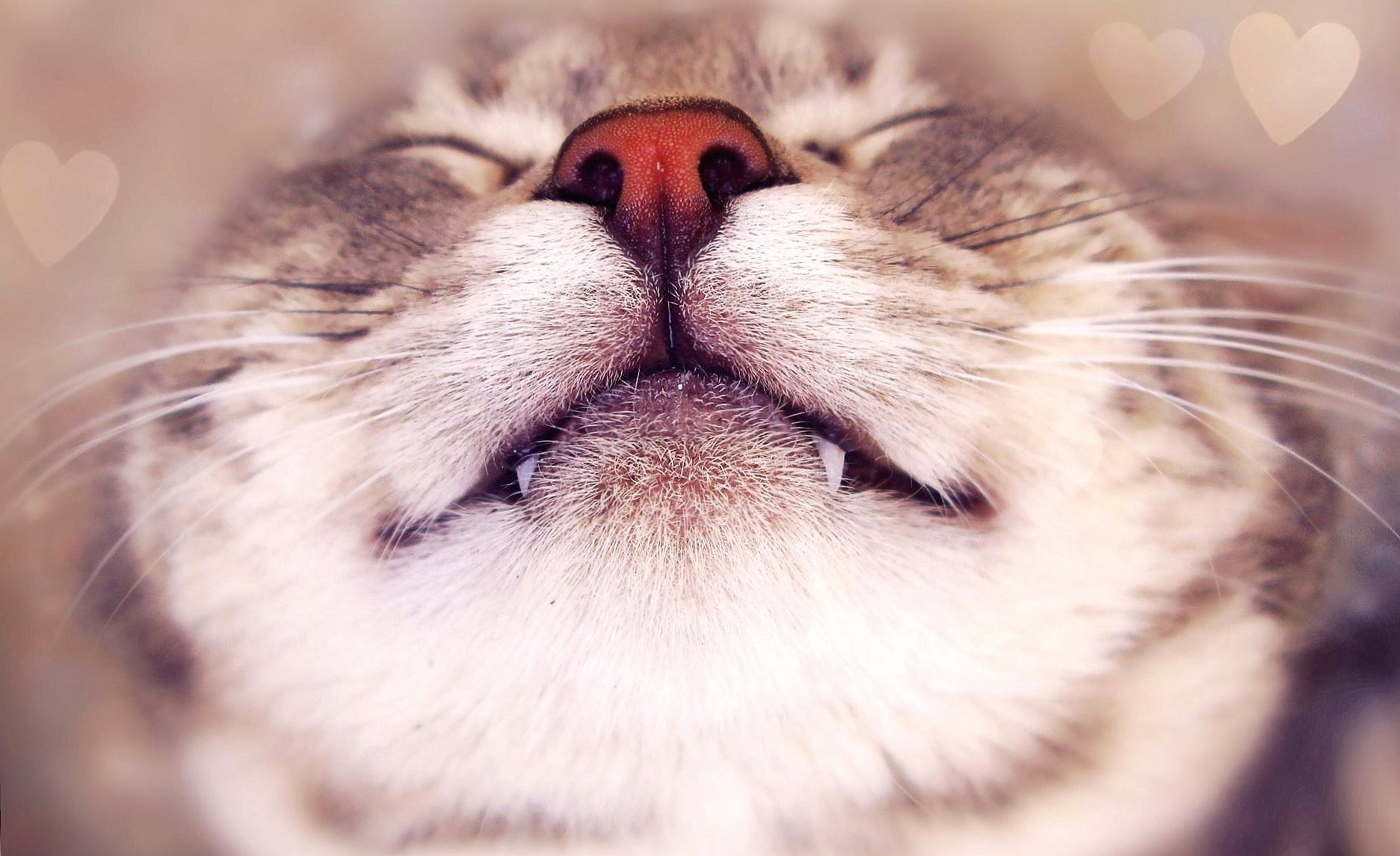 smiling cat wallpapers HD quality