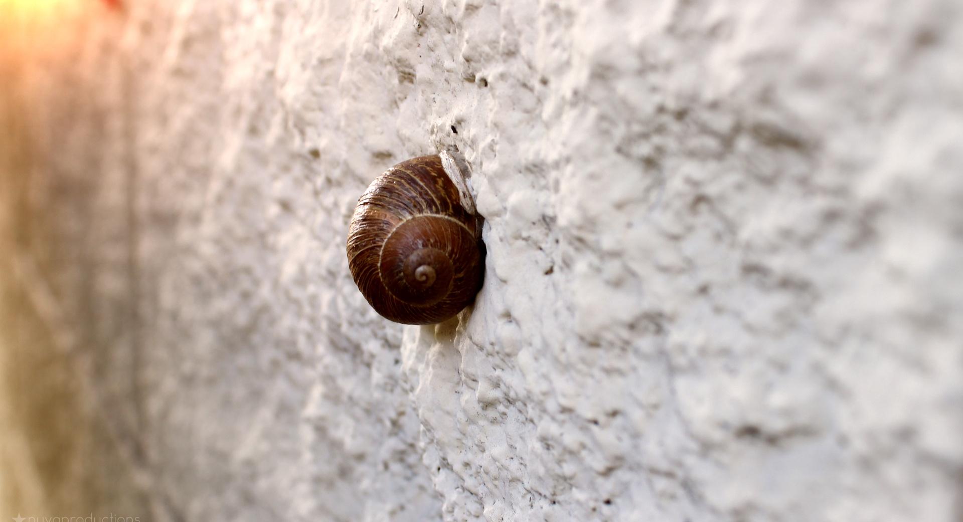 Snail On Wall at 1152 x 864 size wallpapers HD quality