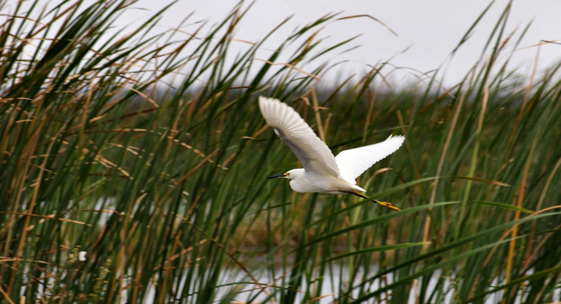 Snowy Egret in the Tullies at 640 x 1136 iPhone 5 size wallpapers HD quality