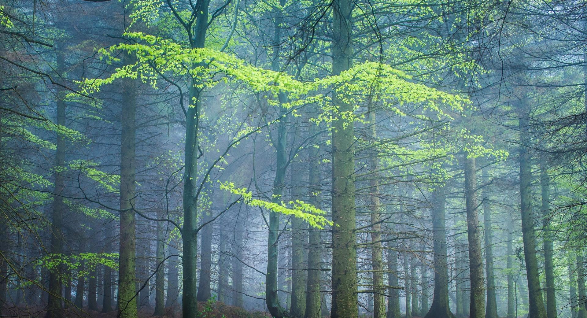 Spring Forest In Fog wallpapers HD quality