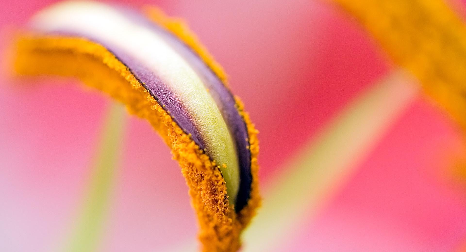 Stamen Macro at 320 x 480 iPhone size wallpapers HD quality