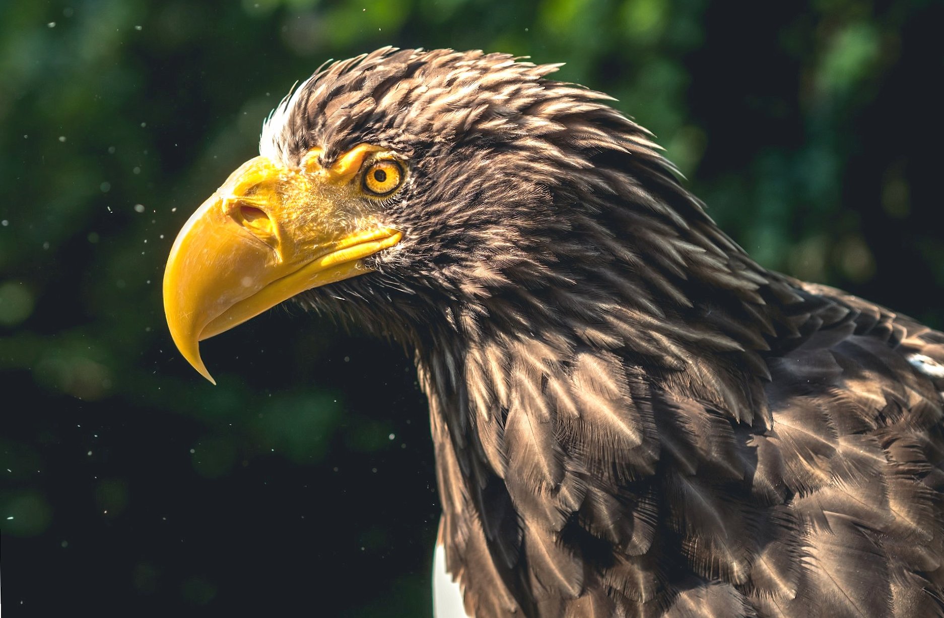 Steller s sea eagle at 1024 x 768 size wallpapers HD quality