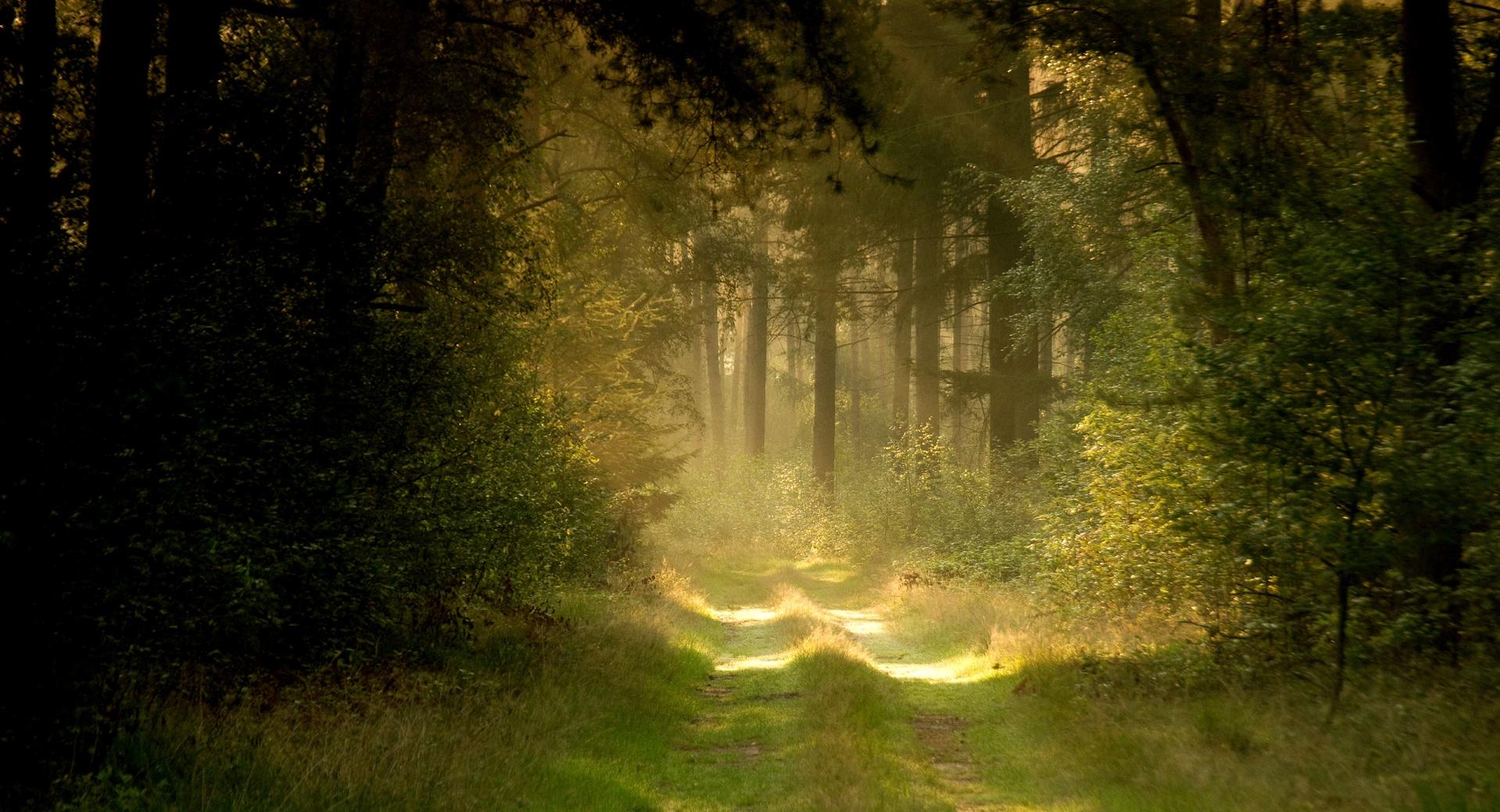 Summer Forest Road wallpapers HD quality