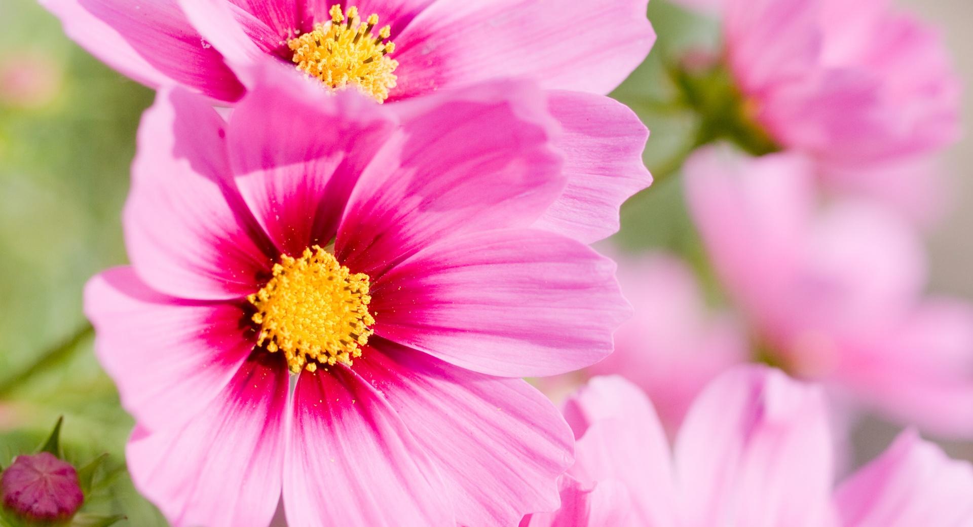 Summer Pink Flowers at 1152 x 864 size wallpapers HD quality