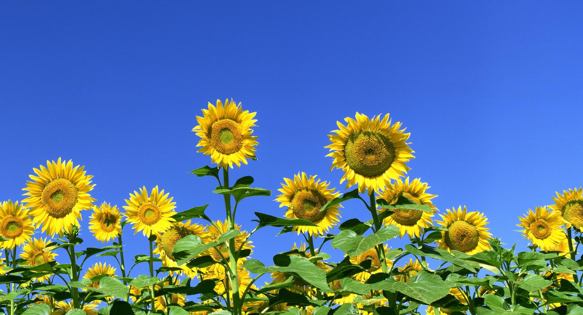 Sunflower Field 1 wallpapers HD quality