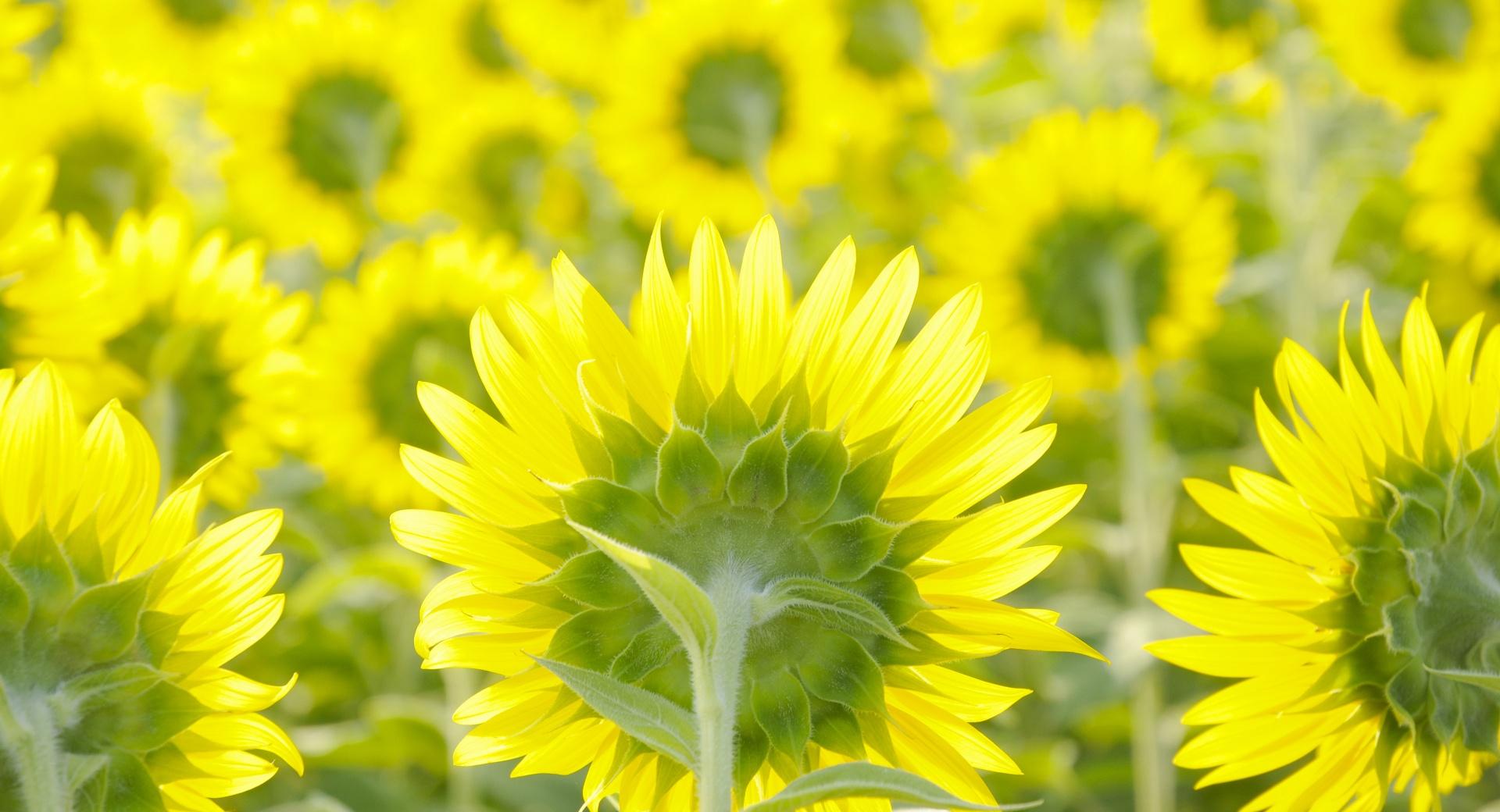 Sunflower Field Background at 640 x 960 iPhone 4 size wallpapers HD quality