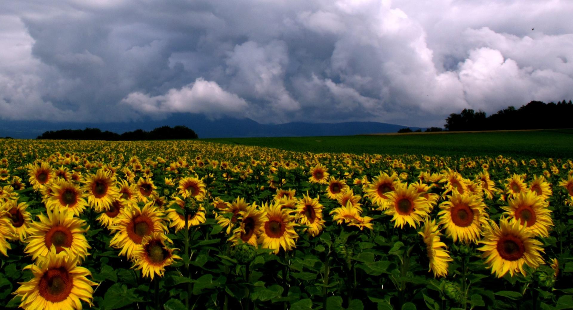 Sunflowers Field at 1280 x 960 size wallpapers HD quality