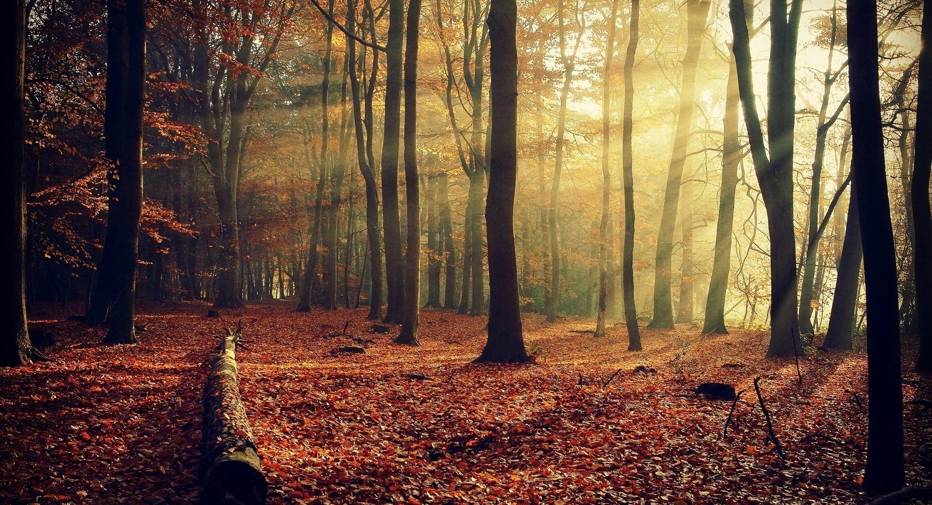 Sunlight Through Forest wallpapers HD quality