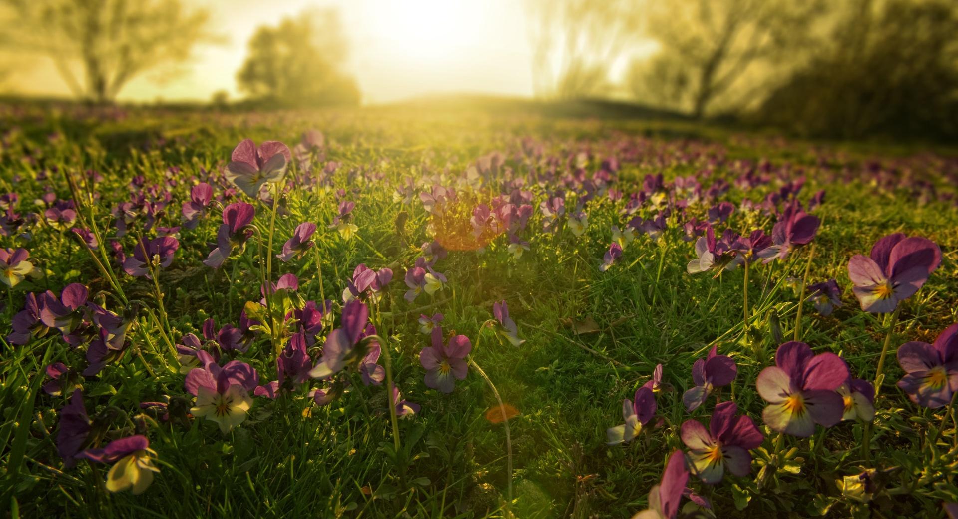 Sunlight Through Pansies wallpapers HD quality