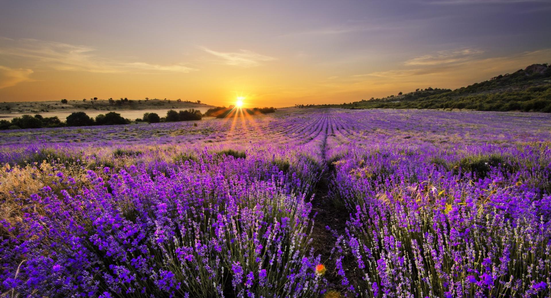 Sunrise In The Field Of Lavenders at 2048 x 2048 iPad size wallpapers HD quality