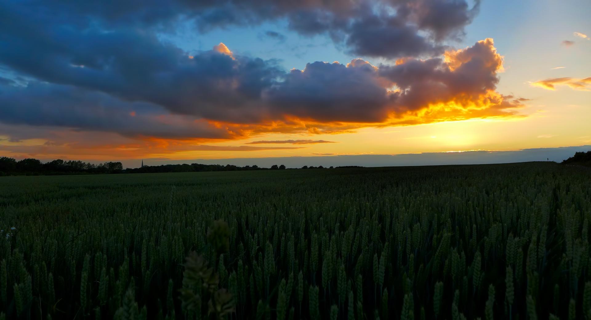 Sunset In The Wheat Field at 640 x 1136 iPhone 5 size wallpapers HD quality
