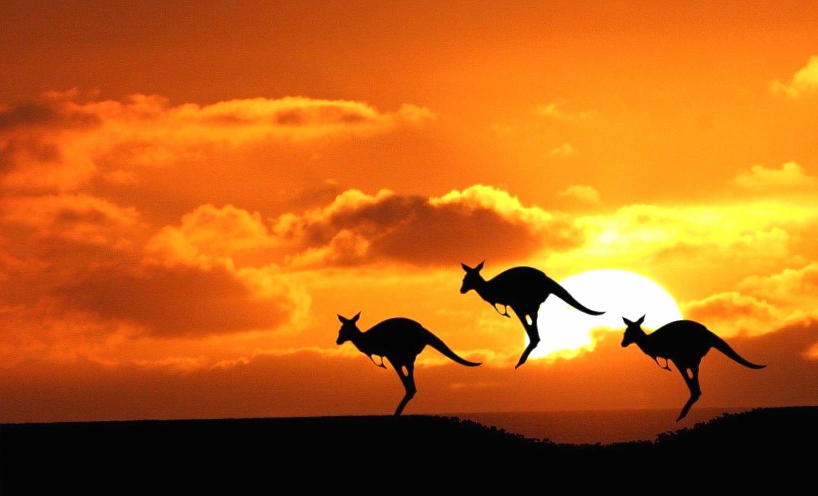 Sunset kangaroo at 1600 x 1200 size wallpapers HD quality