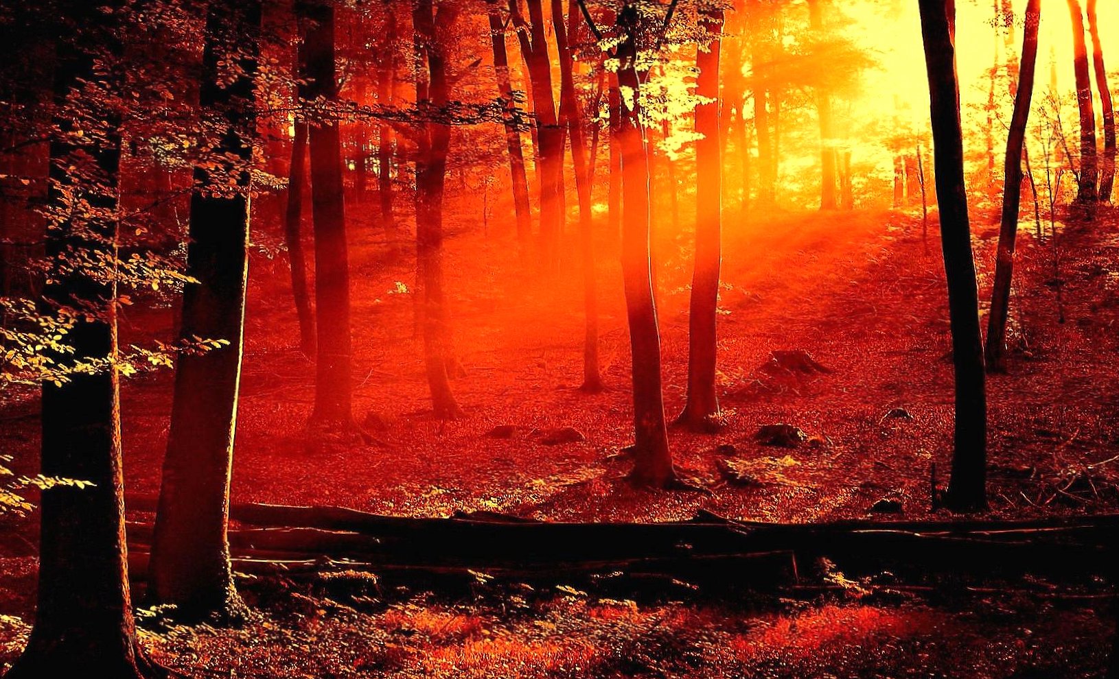 Sunset red in forest at 1024 x 768 size wallpapers HD quality