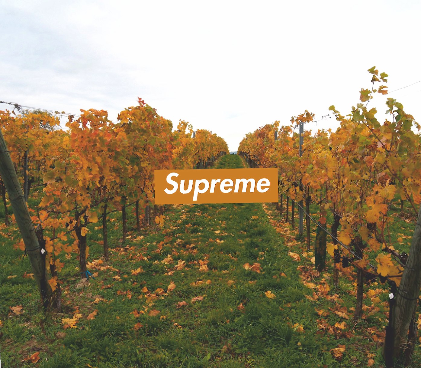 supreme vine at 750 x 1334 iPhone 6 size wallpapers HD quality