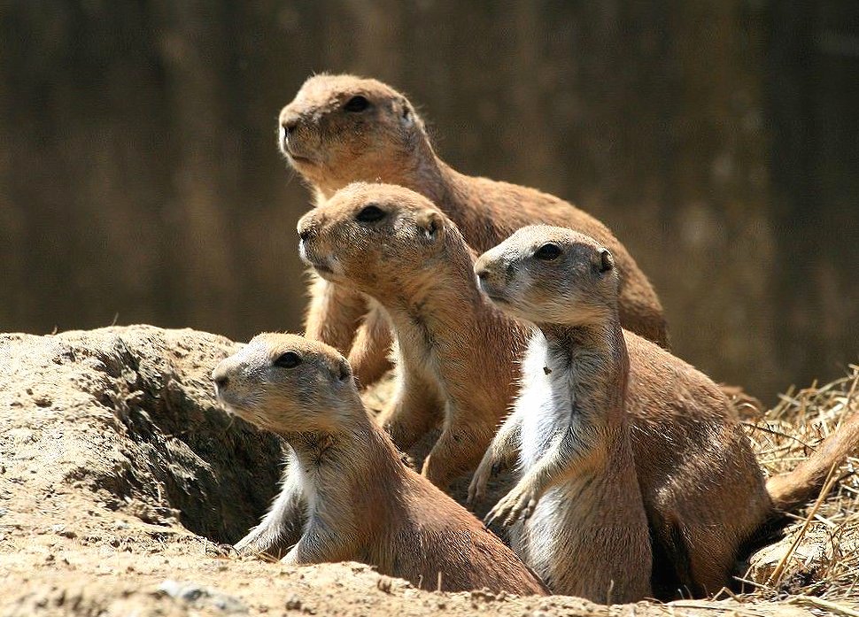 Suricate family at 1024 x 768 size wallpapers HD quality