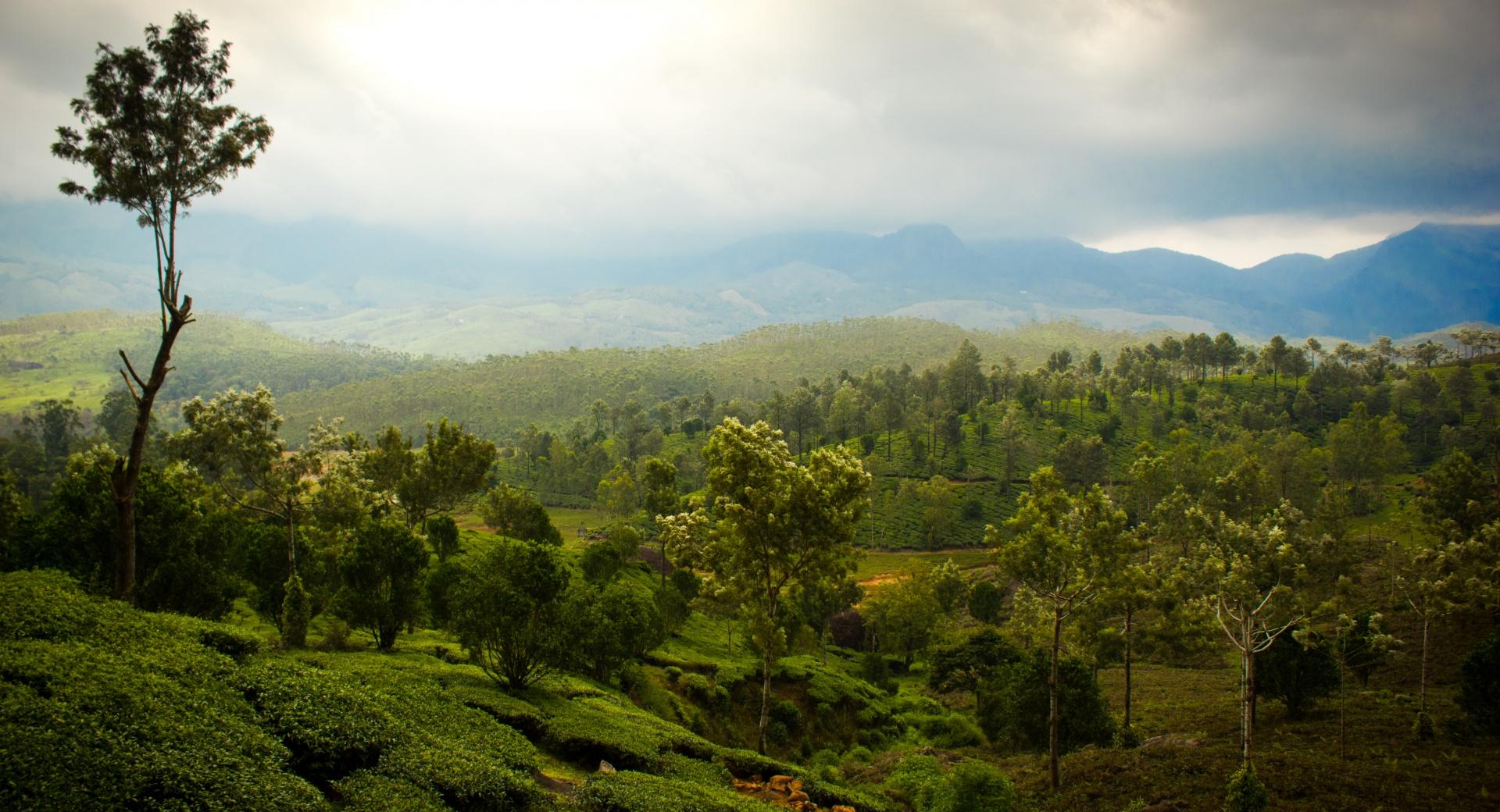 Tea Mountains at 640 x 1136 iPhone 5 size wallpapers HD quality