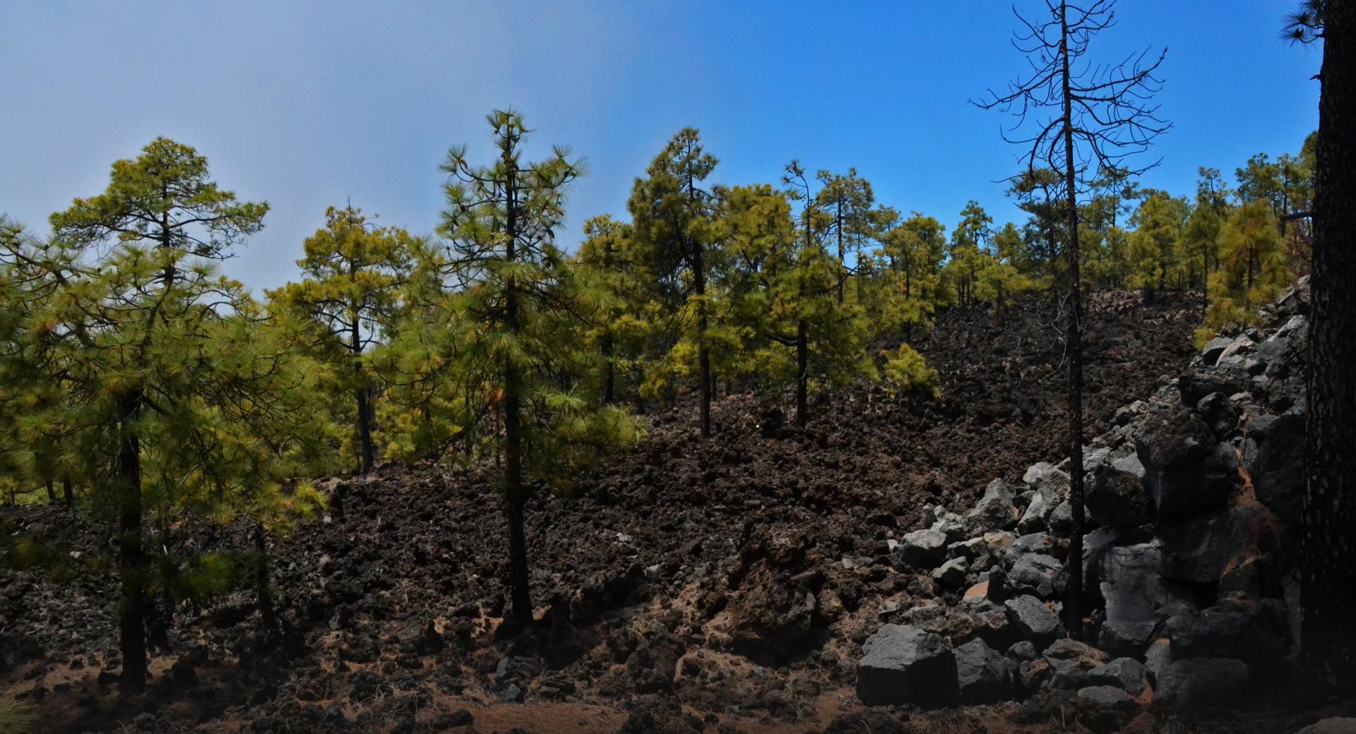Tenerife Forest at 750 x 1334 iPhone 6 size wallpapers HD quality