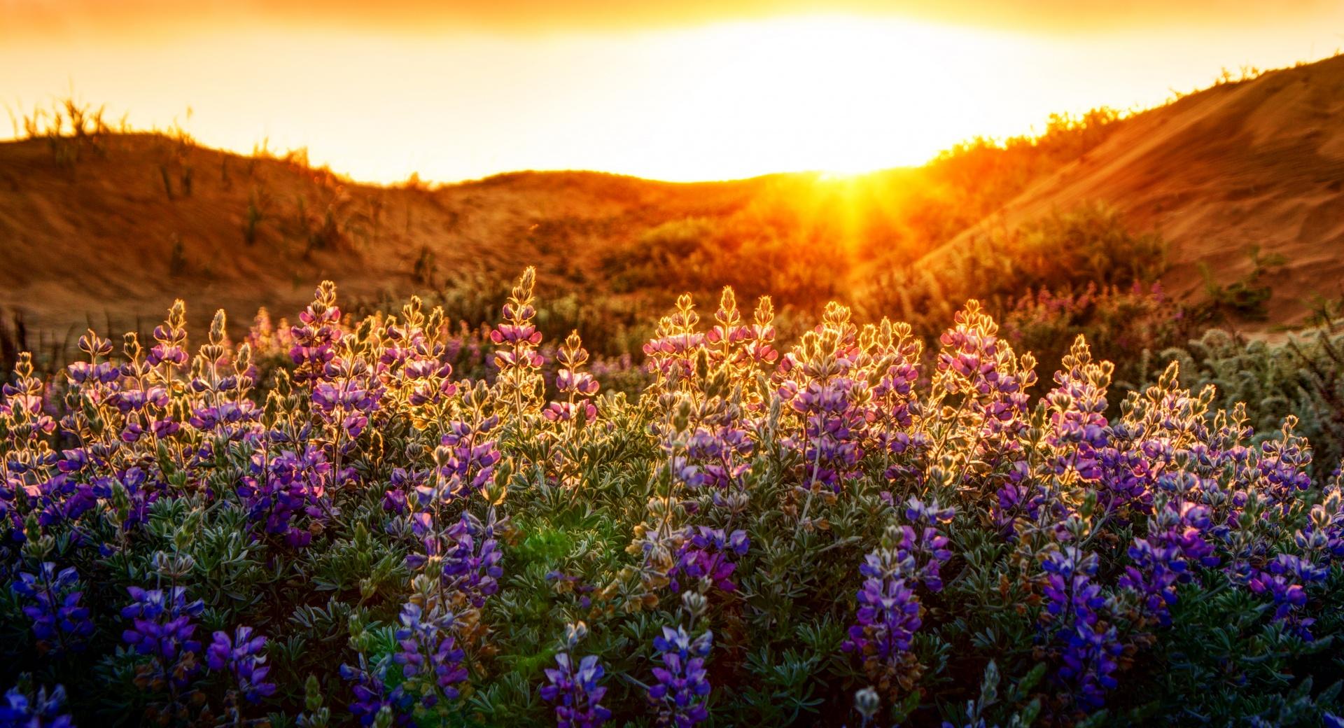 The Lupines At Sunset at 1334 x 750 iPhone 7 size wallpapers HD quality