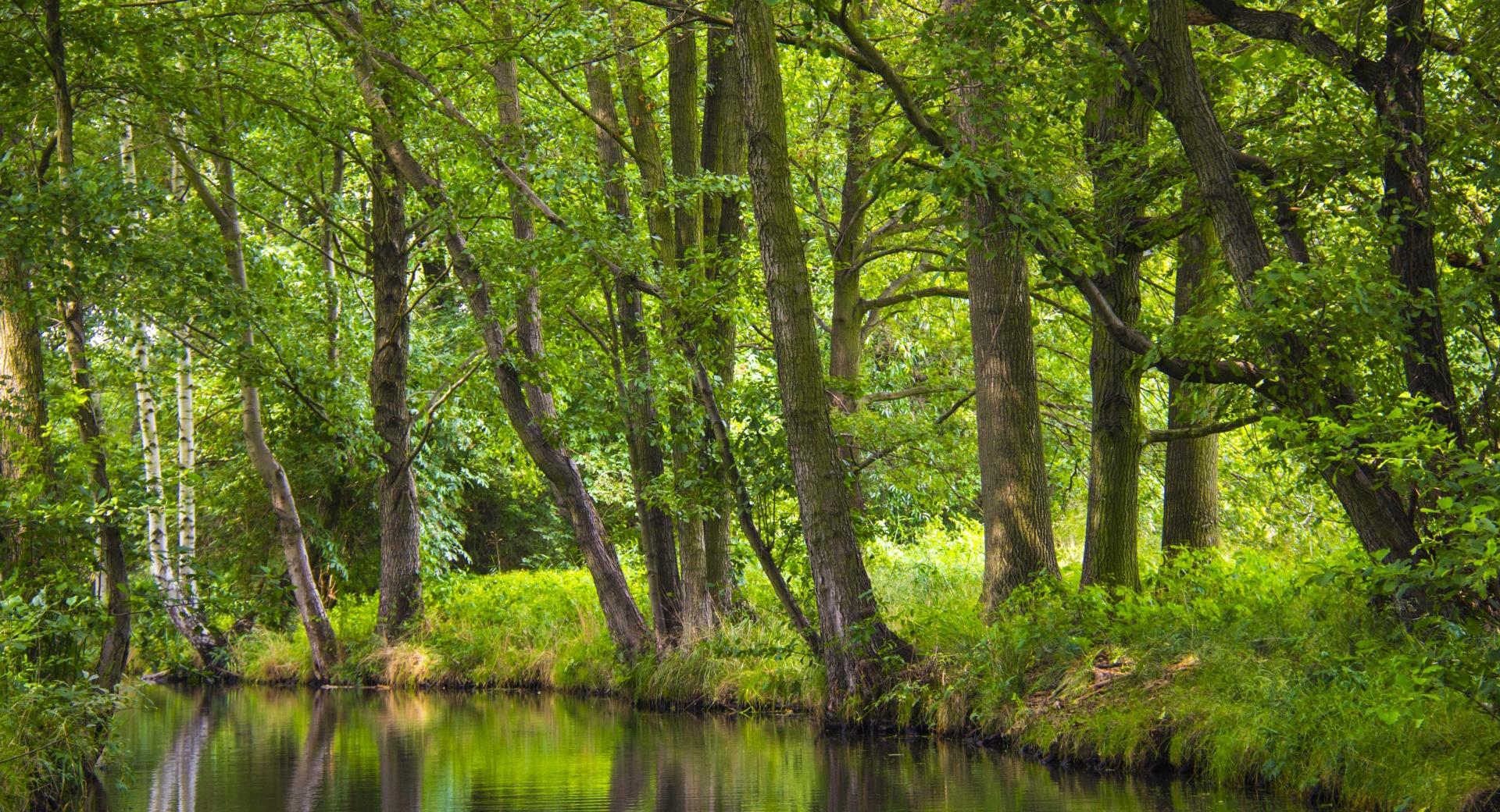 The Spreewald Tranquility at 750 x 1334 iPhone 6 size wallpapers HD quality