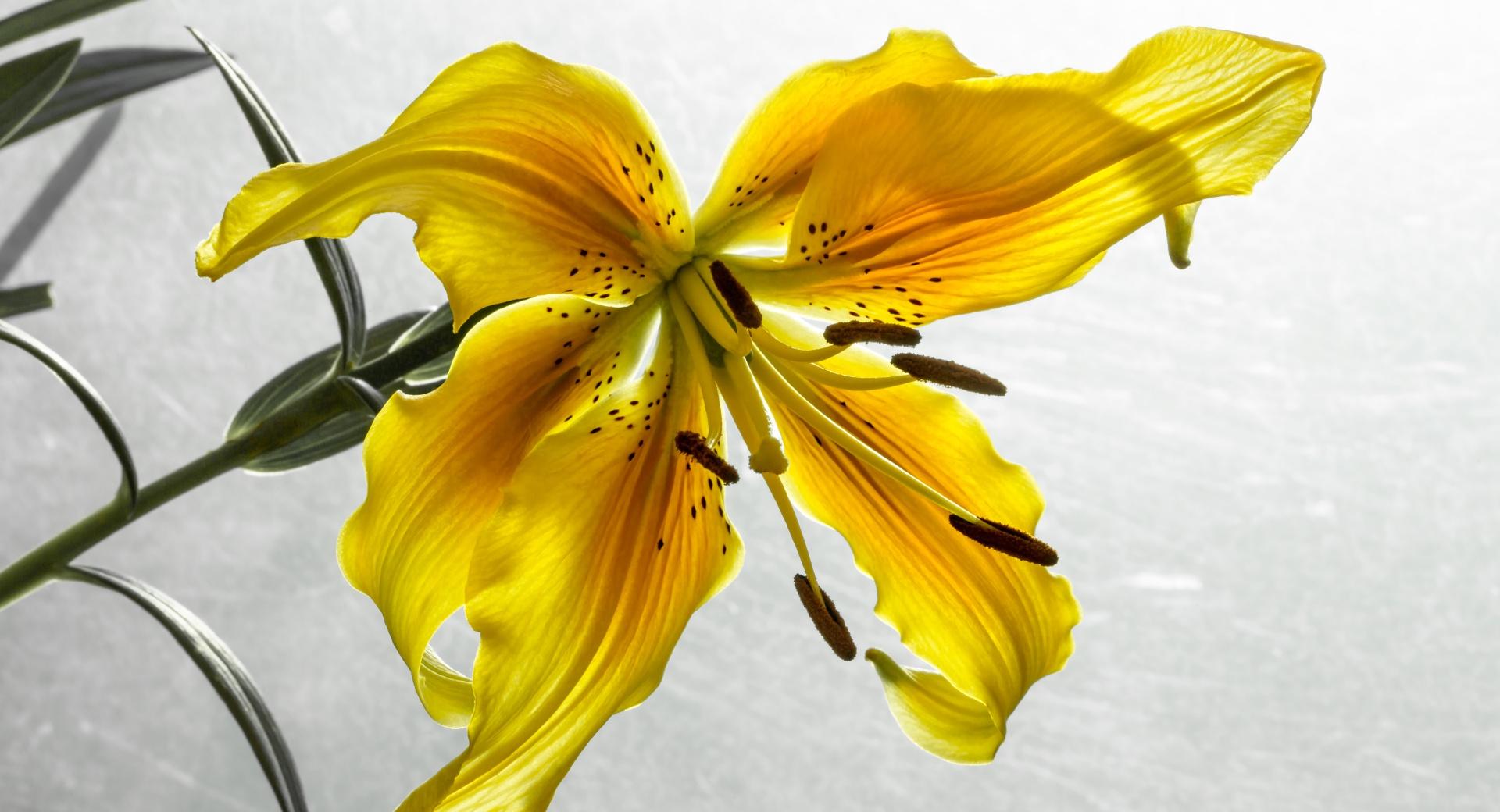 The Yellow Lily at 750 x 1334 iPhone 6 size wallpapers HD quality