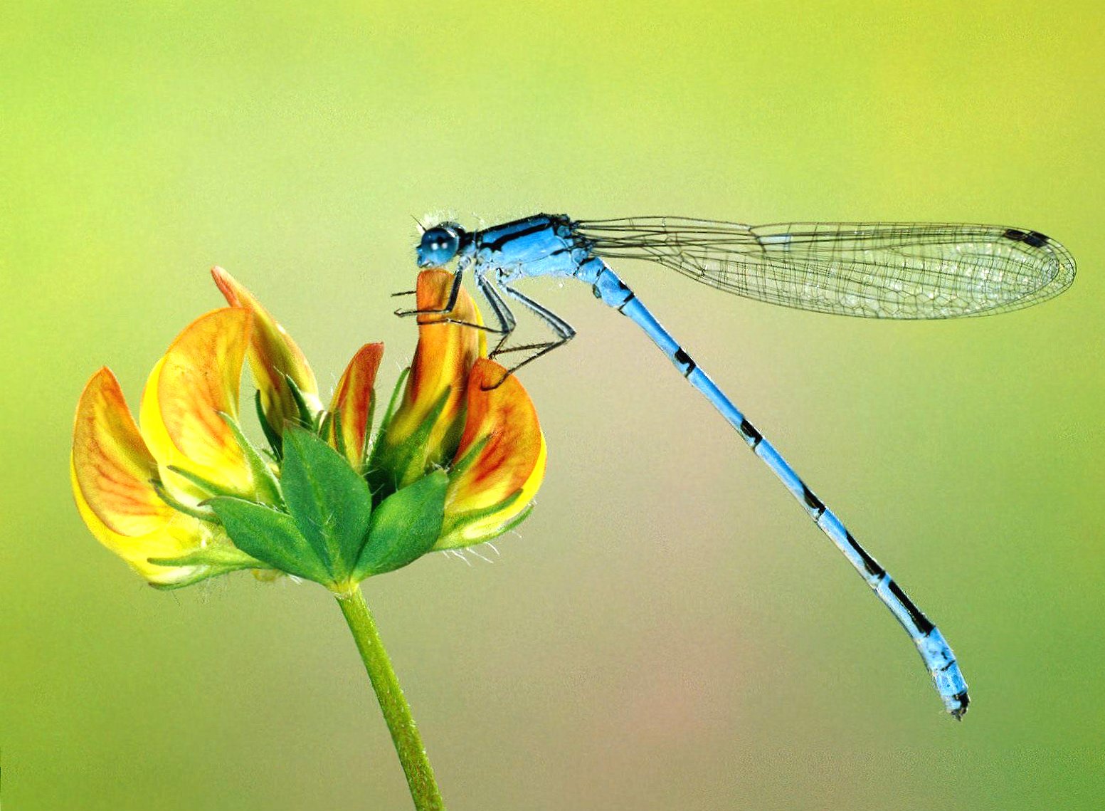 Thin dragonfly blue at 640 x 1136 iPhone 5 size wallpapers HD quality