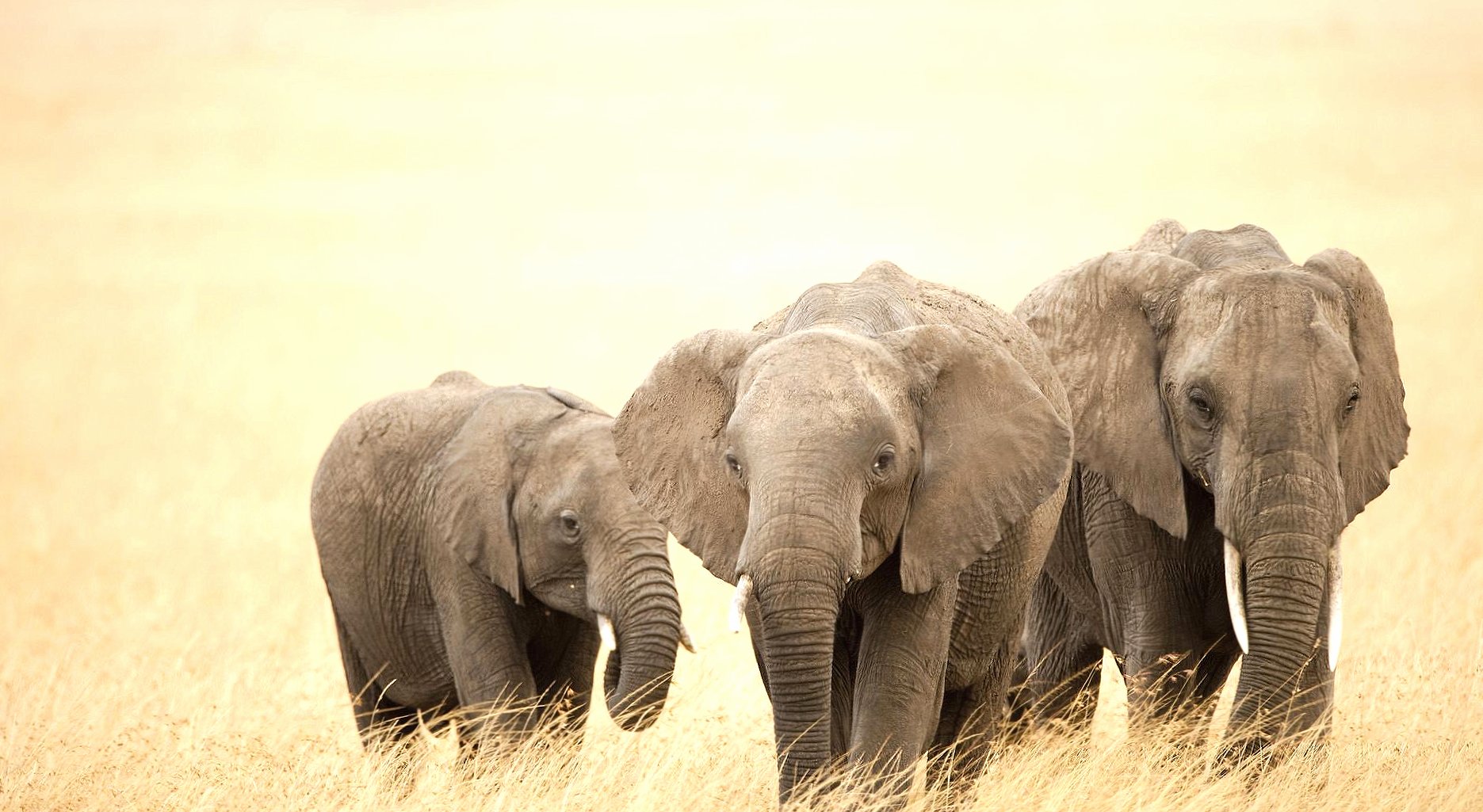 Three elephants wallpapers HD quality