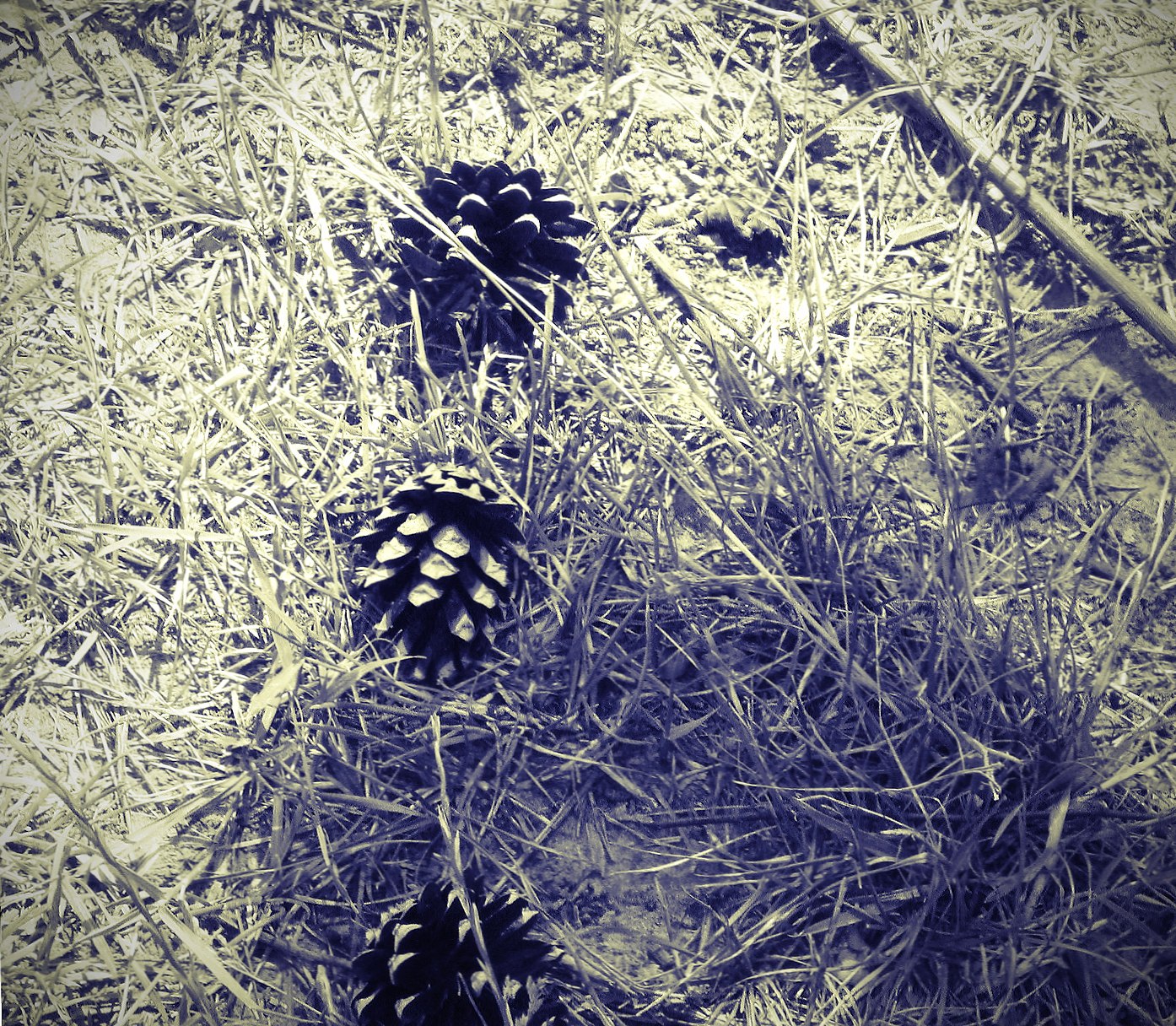 Three Pine Cones at 320 x 480 iPhone size wallpapers HD quality