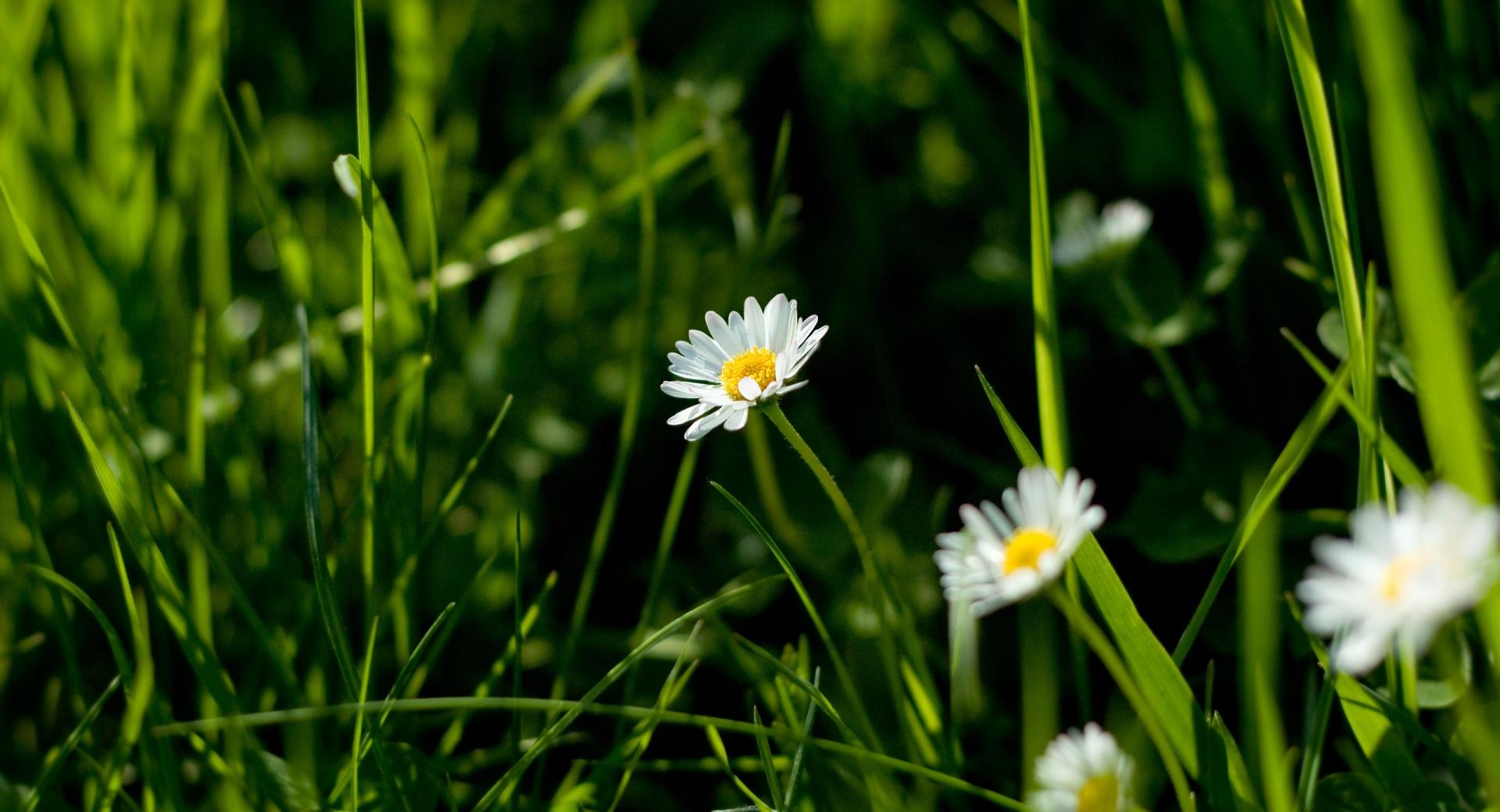Tiny Daisies at 1024 x 1024 iPad size wallpapers HD quality