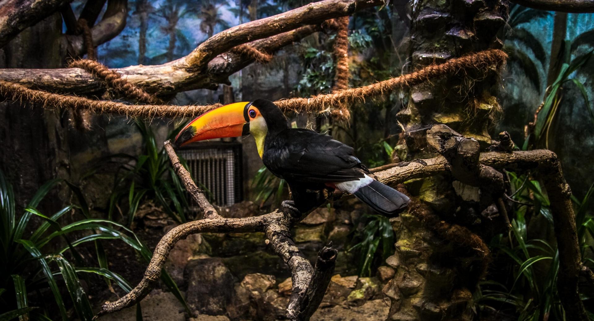 Toco Toucan Perched in Tree at 750 x 1334 iPhone 6 size wallpapers HD quality