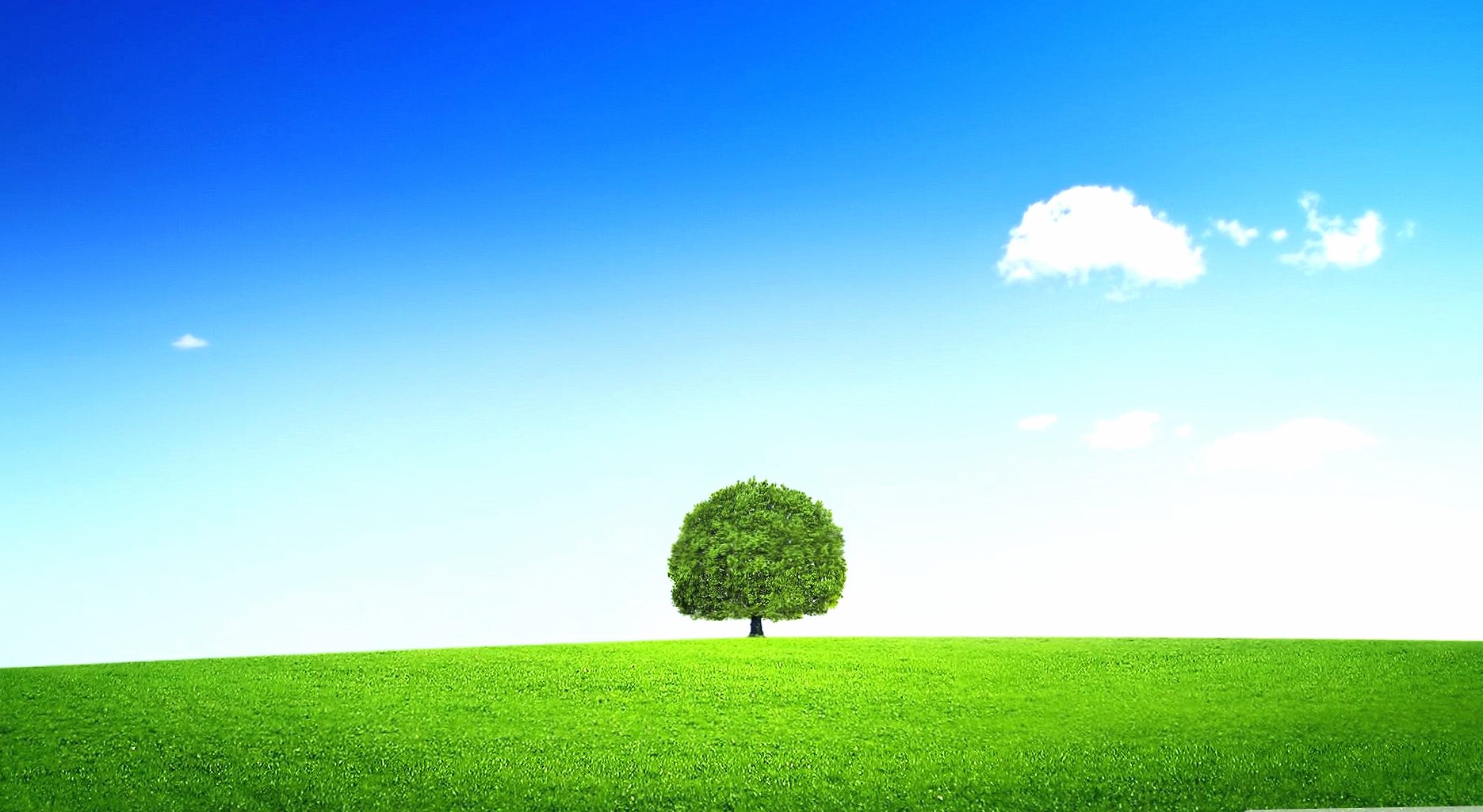 Tree alone at 640 x 960 iPhone 4 size wallpapers HD quality