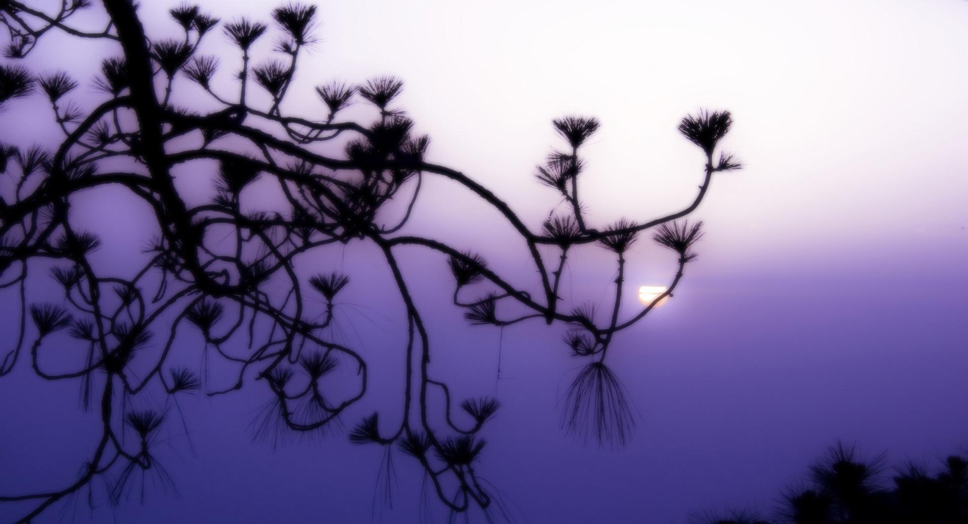 Tree Branch Silhouette at Dusk wallpapers HD quality