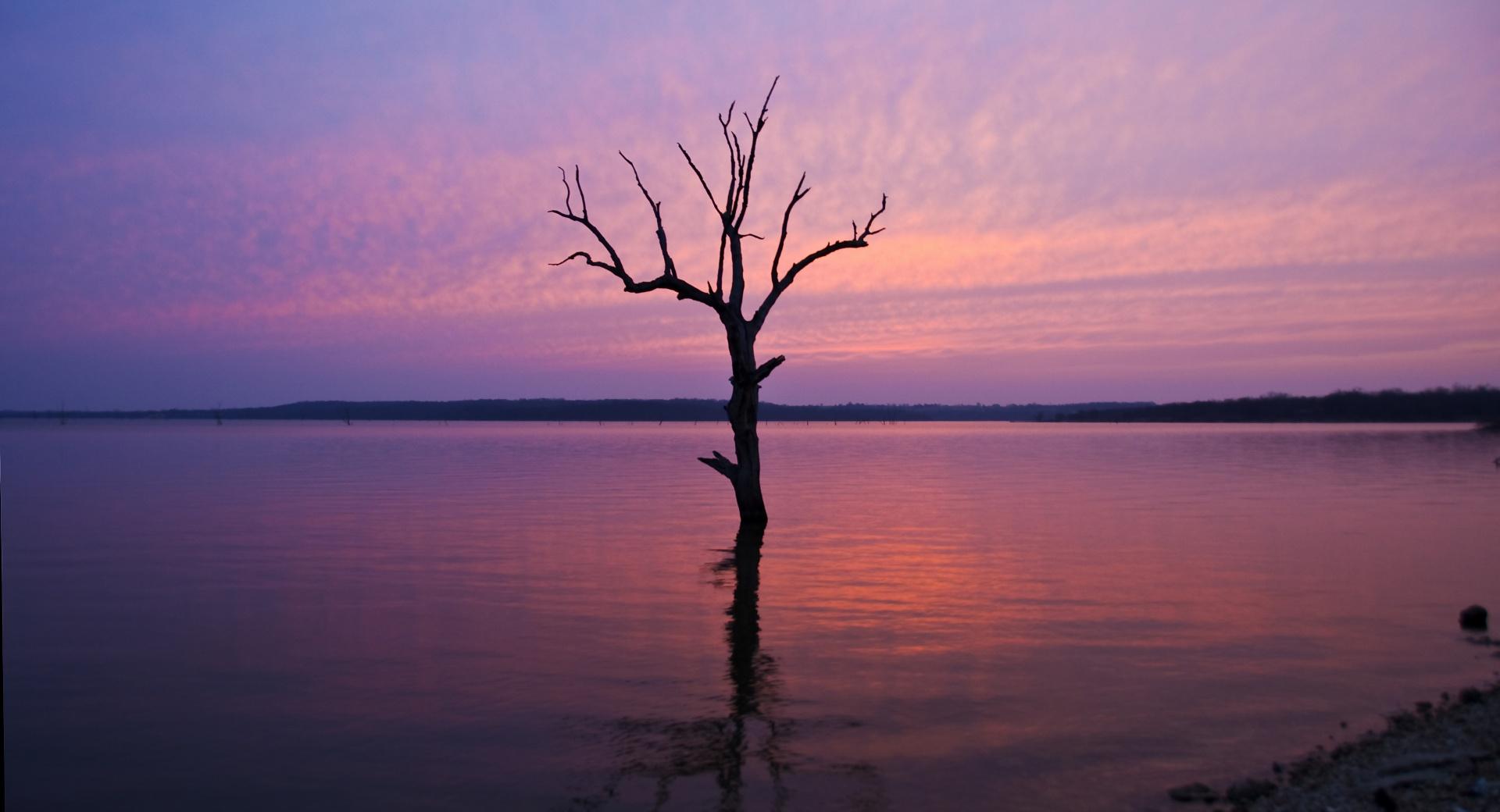 Tree In The Water at 1152 x 864 size wallpapers HD quality