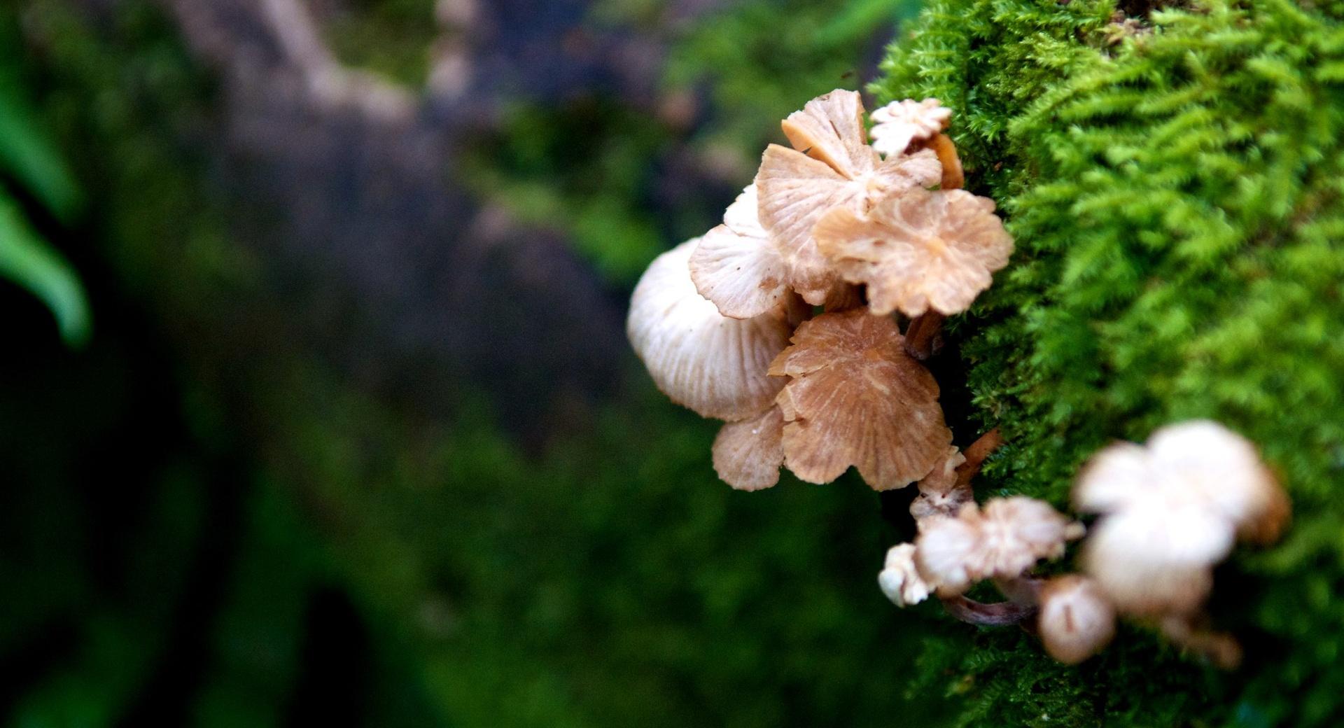 Tree Mushroom at 640 x 960 iPhone 4 size wallpapers HD quality