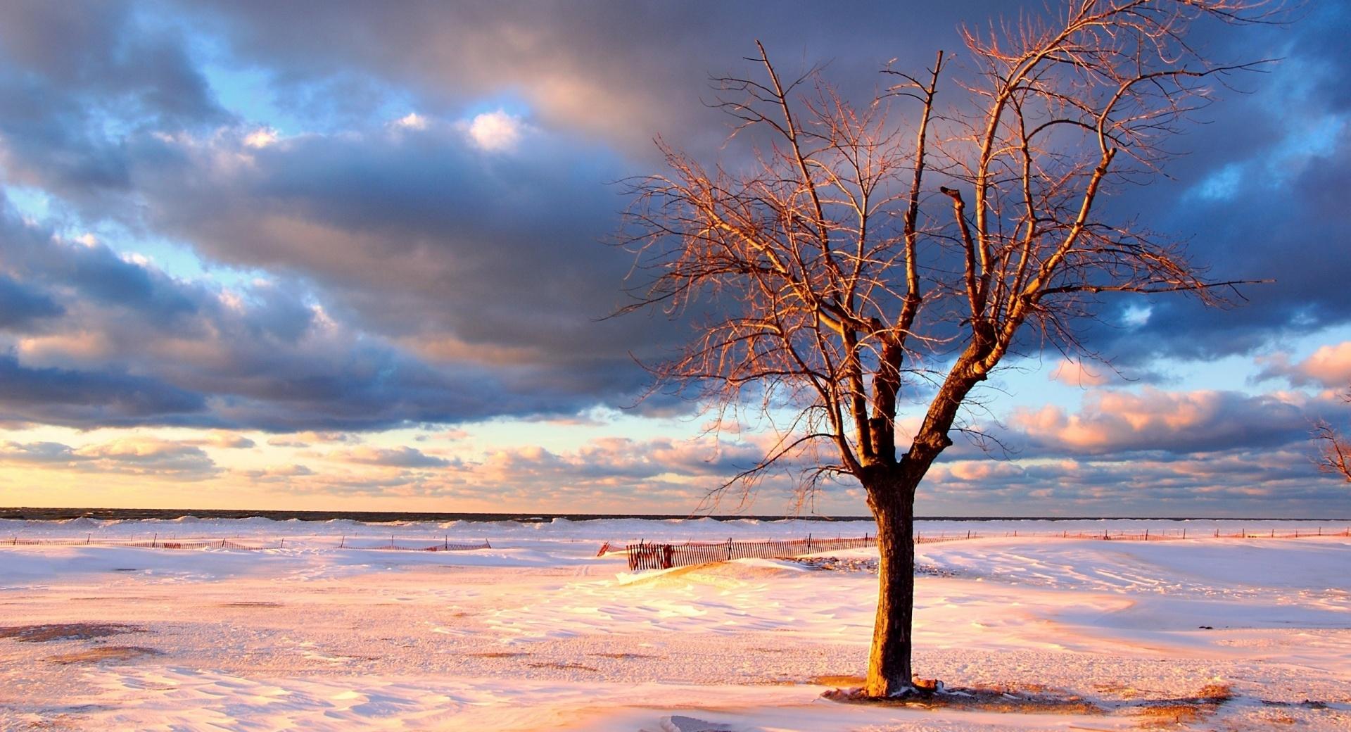 Tree On The Beach at 640 x 960 iPhone 4 size wallpapers HD quality