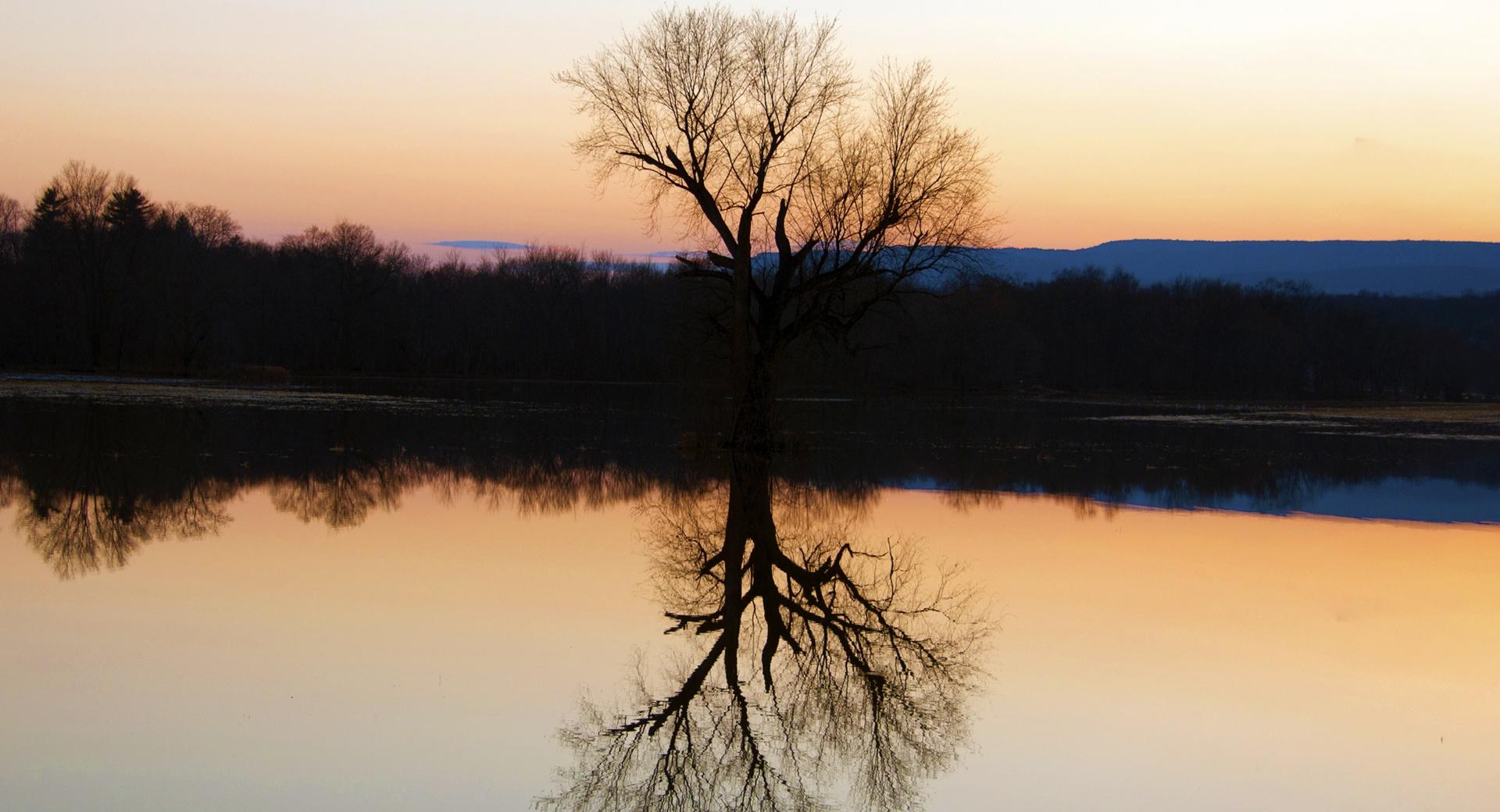 Tree Reflection In The Flooded Flats at 1024 x 1024 iPad size wallpapers HD quality