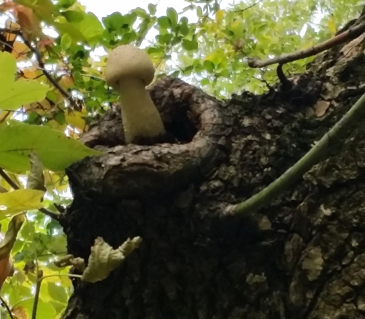 Tree Top Mushroom wallpapers HD quality