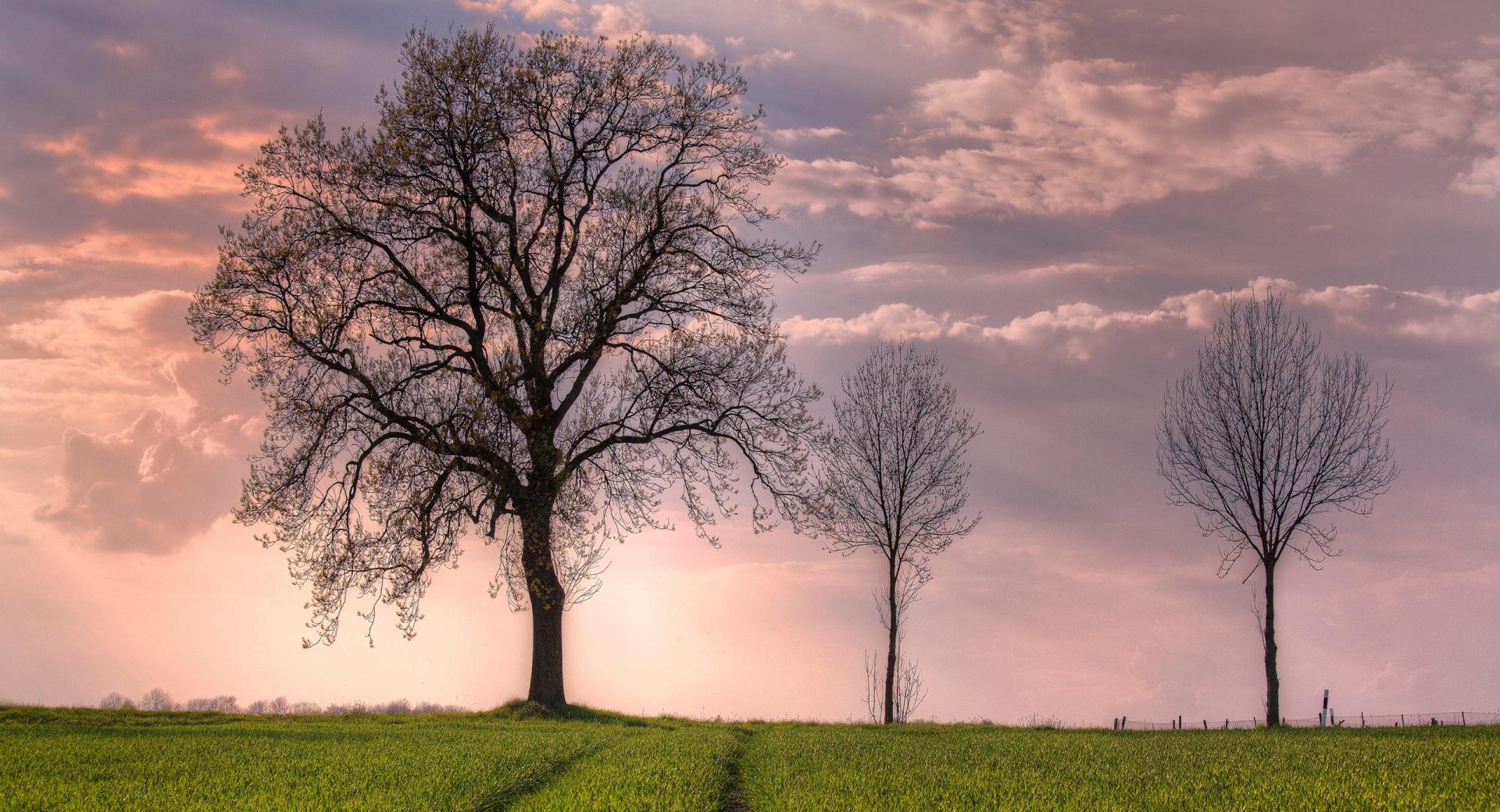 Trees In Open Field wallpapers HD quality